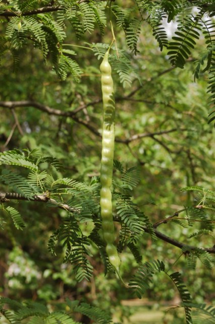 Mi sembra un''acacia ... No, Prosopis glandulosa (Fabaceae)